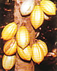 Cocoa Plant