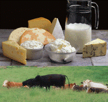 Dairy Products